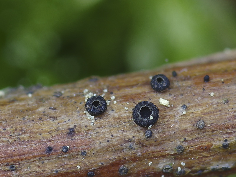 Pyrenopeziza rubi